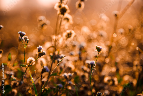 Flowers in the morning