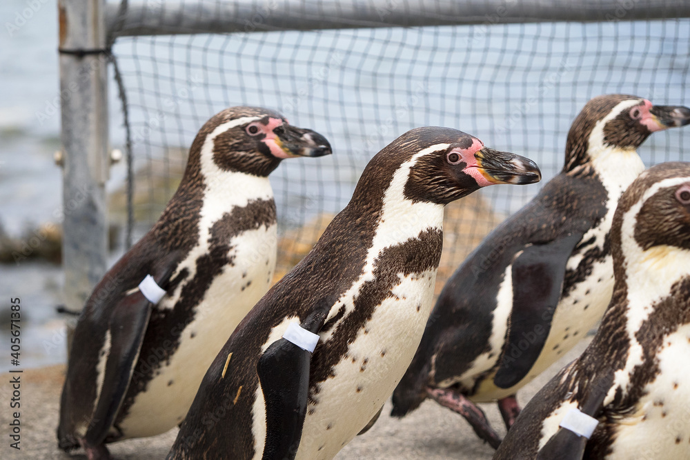 Fototapeta premium ペンギン 海まで遠足 おたる水族館 北海道 小樽市 おたる 歩く 飼育員