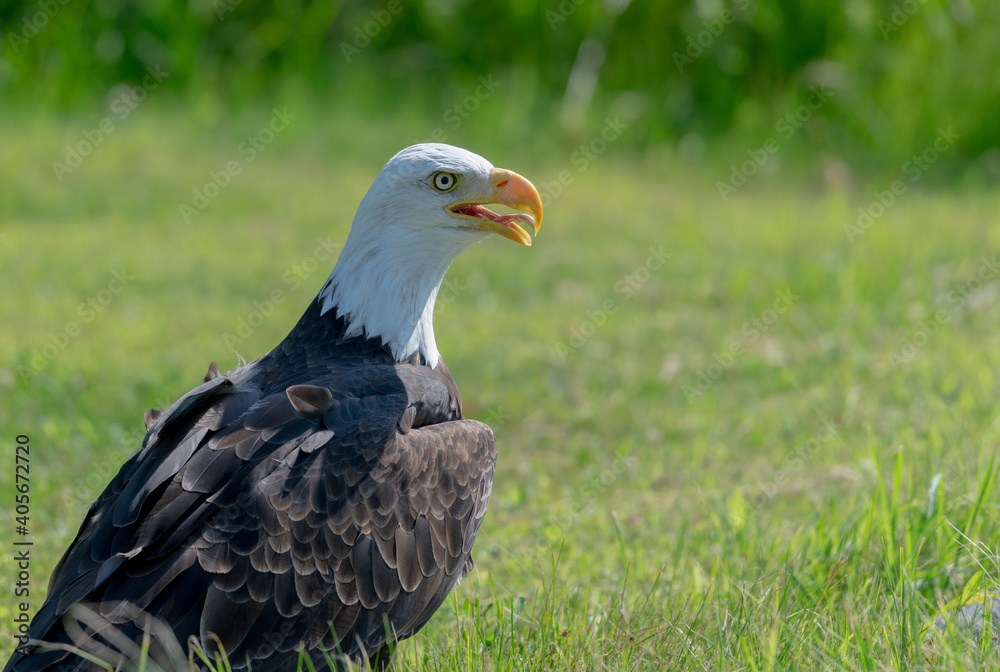 American bald eagle American bald eagle