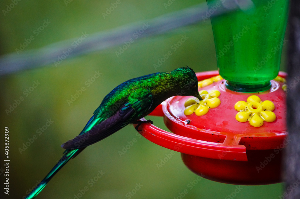 Fototapeta premium Bird in Colombia