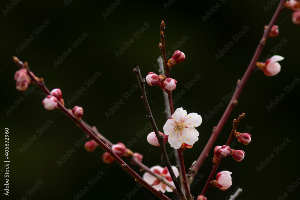 春を告げる淡いピンクの梅の花 春を告げる淡いピンクの梅の花