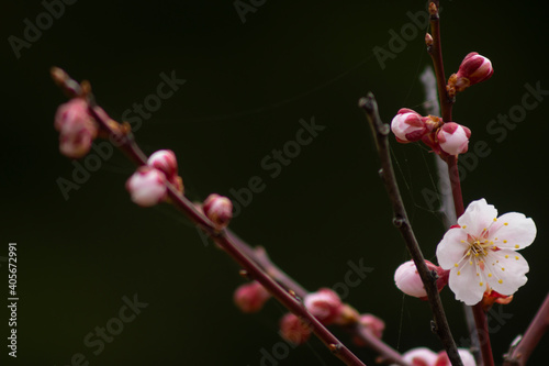 春を告げる淡いピンクの梅の花 © zikko2020