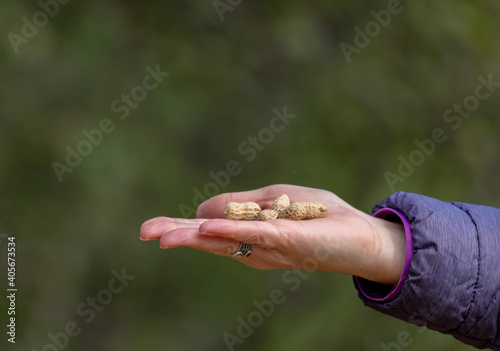 Open hand full of peanuts © Susan