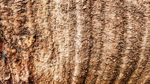 close up of banyan tree skin. banyan tree skin texture 