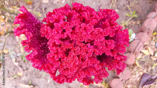 top view of Cockscomb (kalga) flower with blurred background 