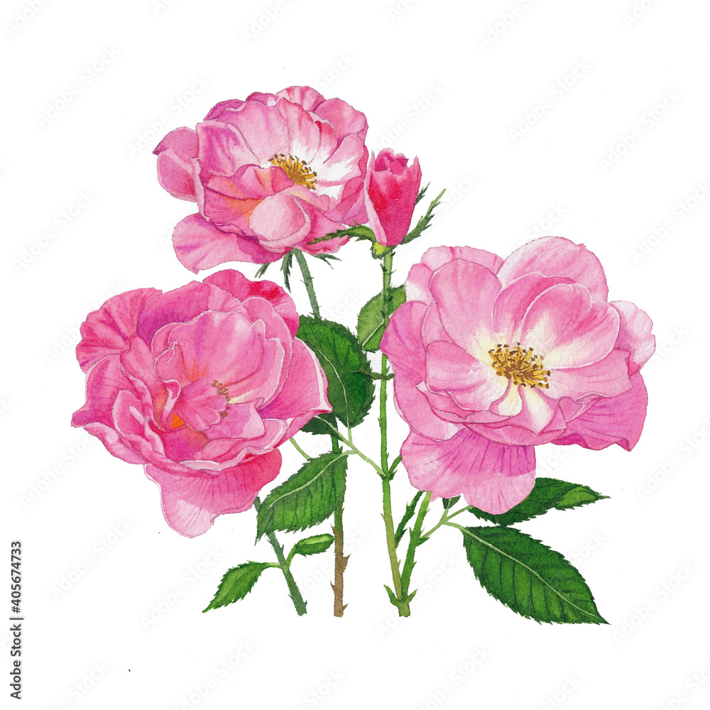 pink damask rose bouquet flower isolated on white background pink damask rose bouquet flower isolated on white background