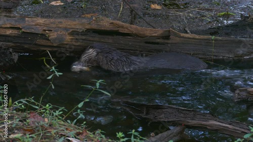 Shingles Creek River Otter
