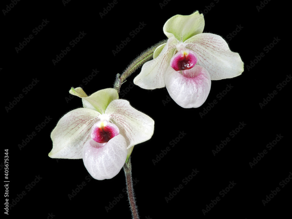 Fototapeta premium Orchid: Paphiopedilum Linleigh Koopowitz