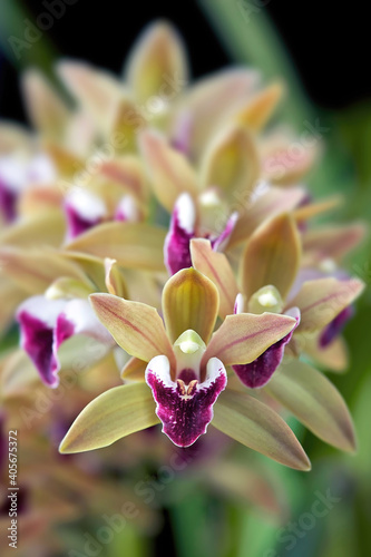 Orchid flower: Cymbidium devonianum 'Berry' with selective focus on the first flower photo