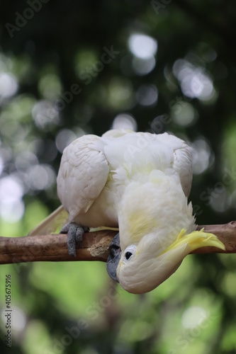 Fototapeta Naklejka Na Ścianę i Meble -  White cockatoo bird of paradise