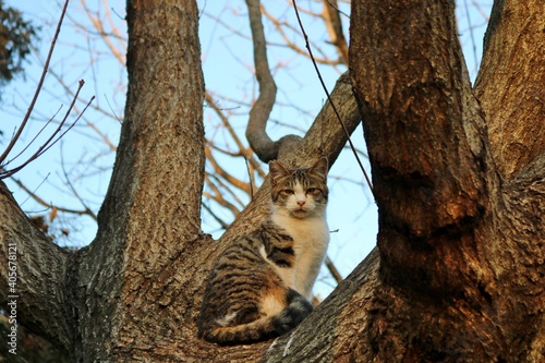 猫 木の上から見ている 冬 風景 キジトラ白