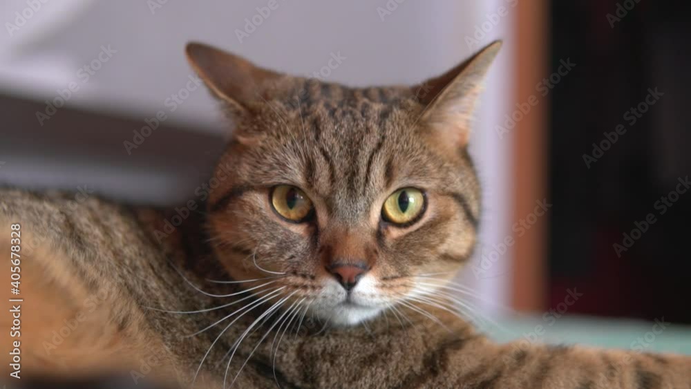 Close up portrait of a domestic british scottish fold cat starring into the camera. Pet lying on the bed. Rack focus from paw to head. Close up portrait of a domestic british scottish fold cat starring into the camera. Pet lying on the bed. Rack focus from paw to head.