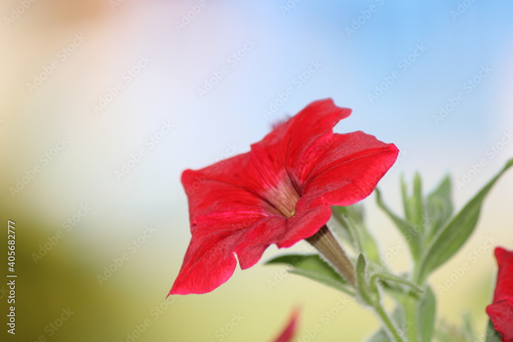 Red poppy flower with blurred background Red poppy flower with blurred background