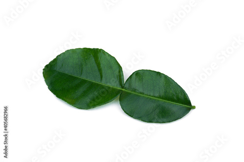 Kaffir lime leaves(Citrus hystrix) on white background.
