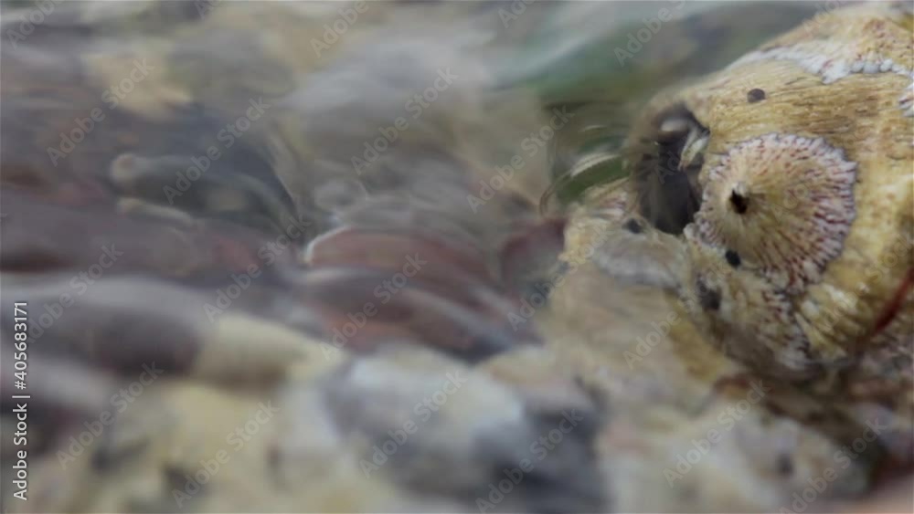 Barnacles feeding during low tide, Eilat, Israel, Close up