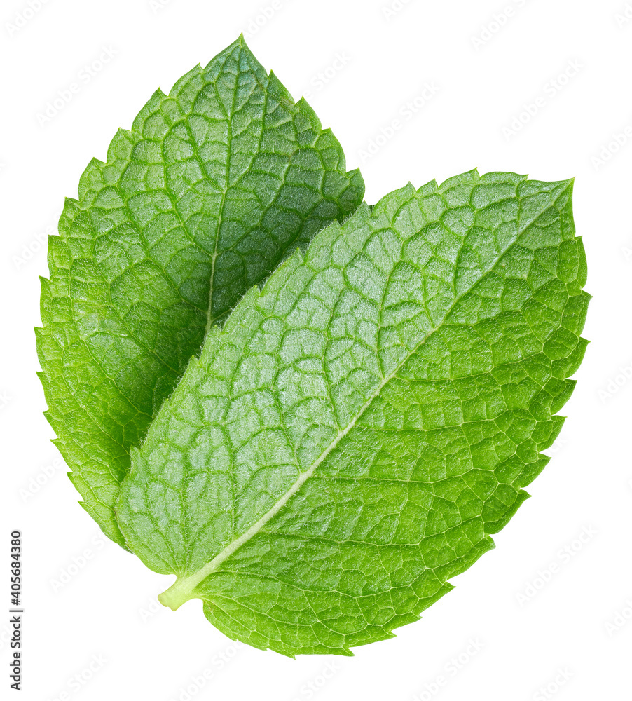 Green mint pepper leaf isolated on white Green mint pepper leaf isolated on white