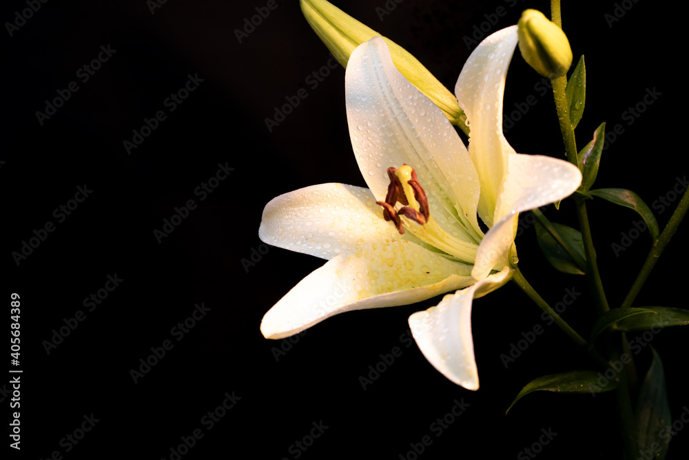 White lily with dew drops on a dark background White lily with dew drops on a dark background
