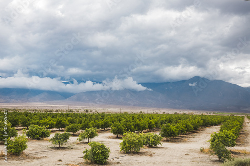 cloudy day at citrus farm near Santa Rosa Mountains, California