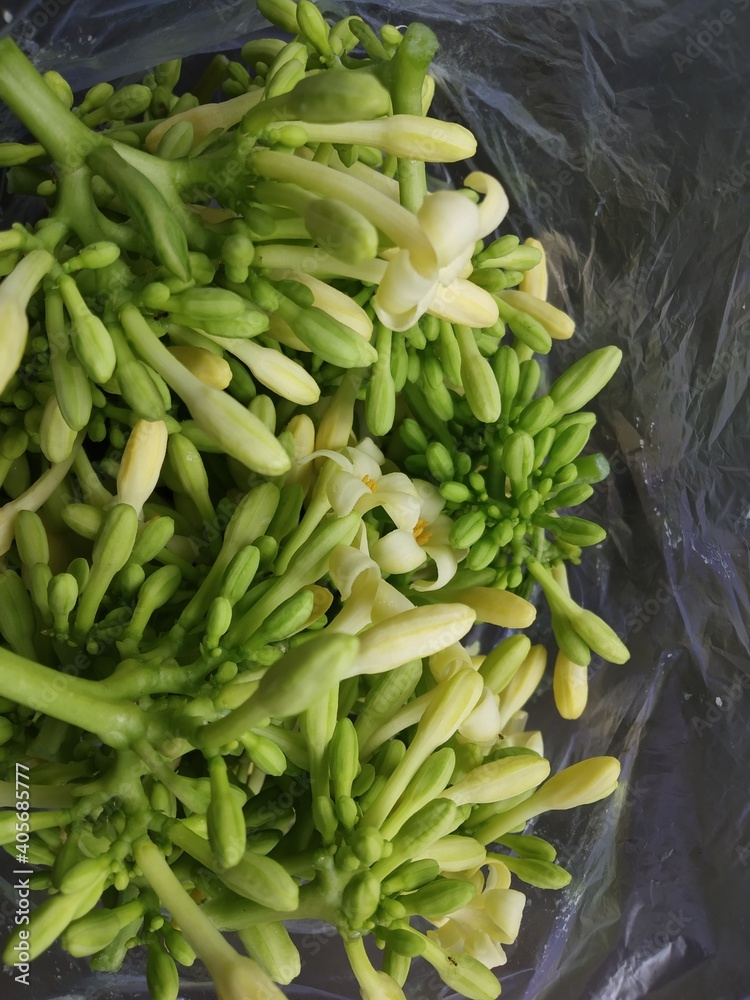 Fototapeta premium green bananas