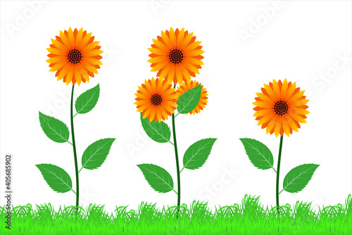 Beautiful sun flower vector illustration