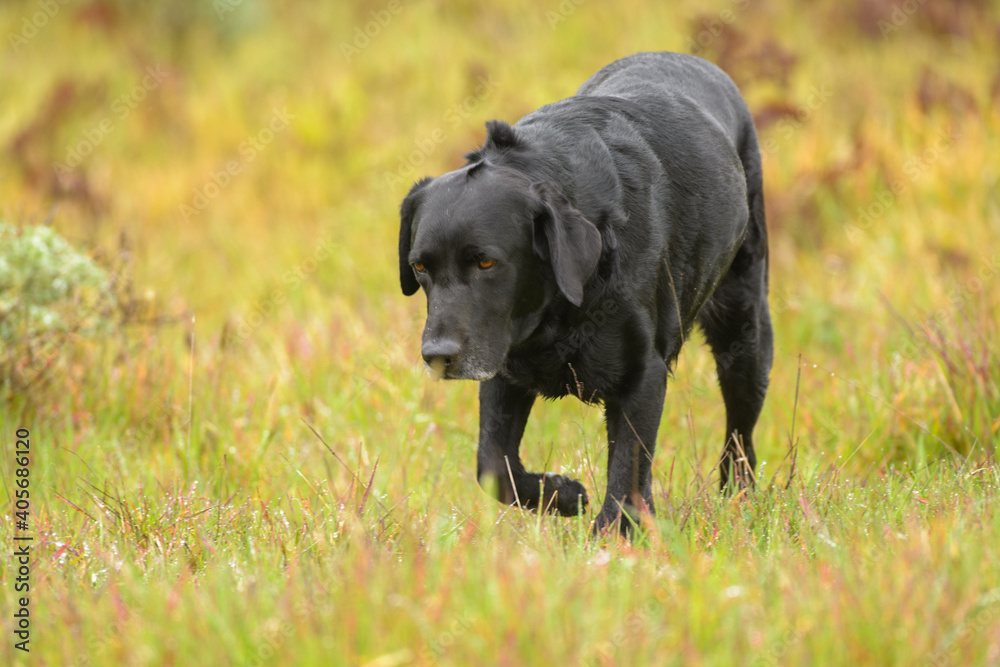 Black labrador retriever dog running through the green grass . Black labrador retriever dog running through the green grass .