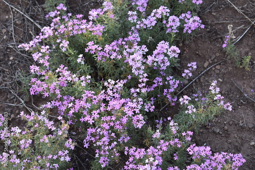 Purple Flowers Arizona 2019