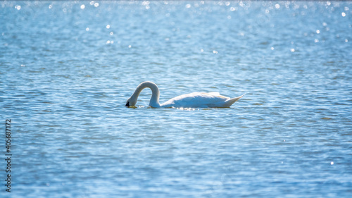 Graceful white Swan swimming in the lake, swans in the wild © Dmitrii Potashkin