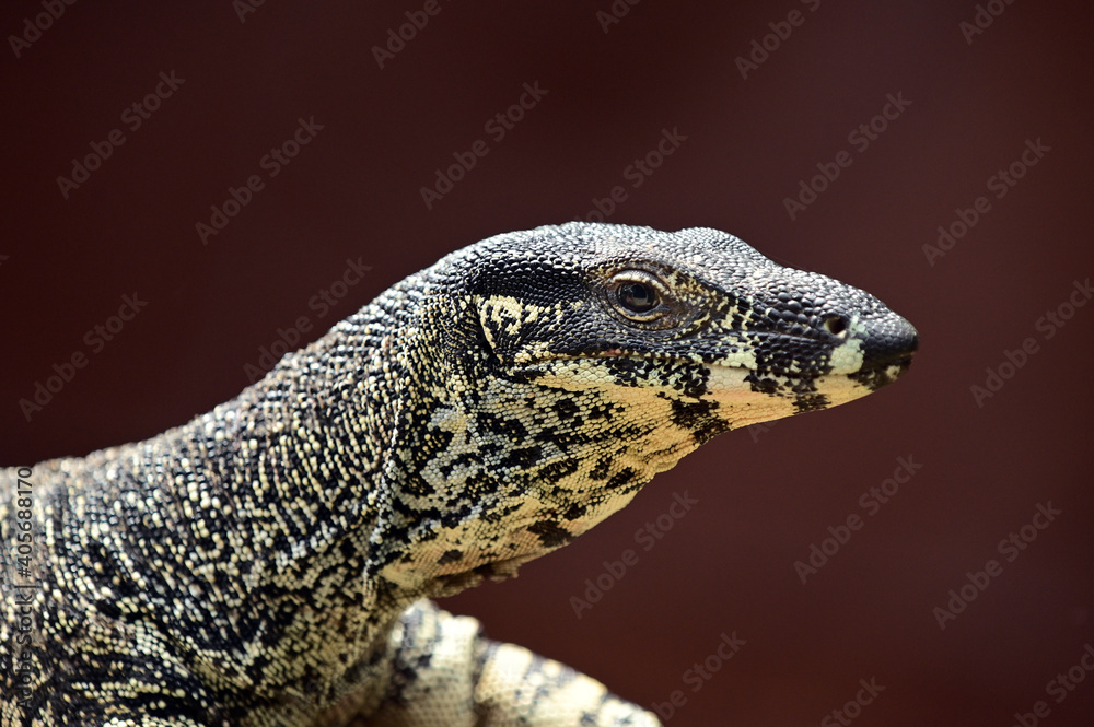 Obraz premium Perentie peptile monitor lizard portrait
