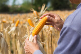 Closeup Ripe feed Corn Cob Hold in Hand of Farmer or Cultivator in Dry Corn Field