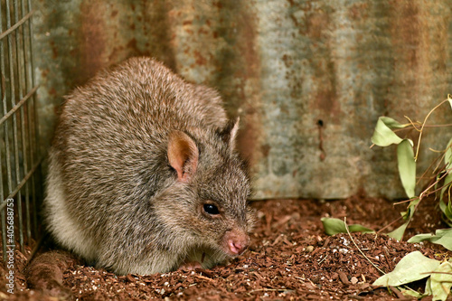 Rufous Bettong photo