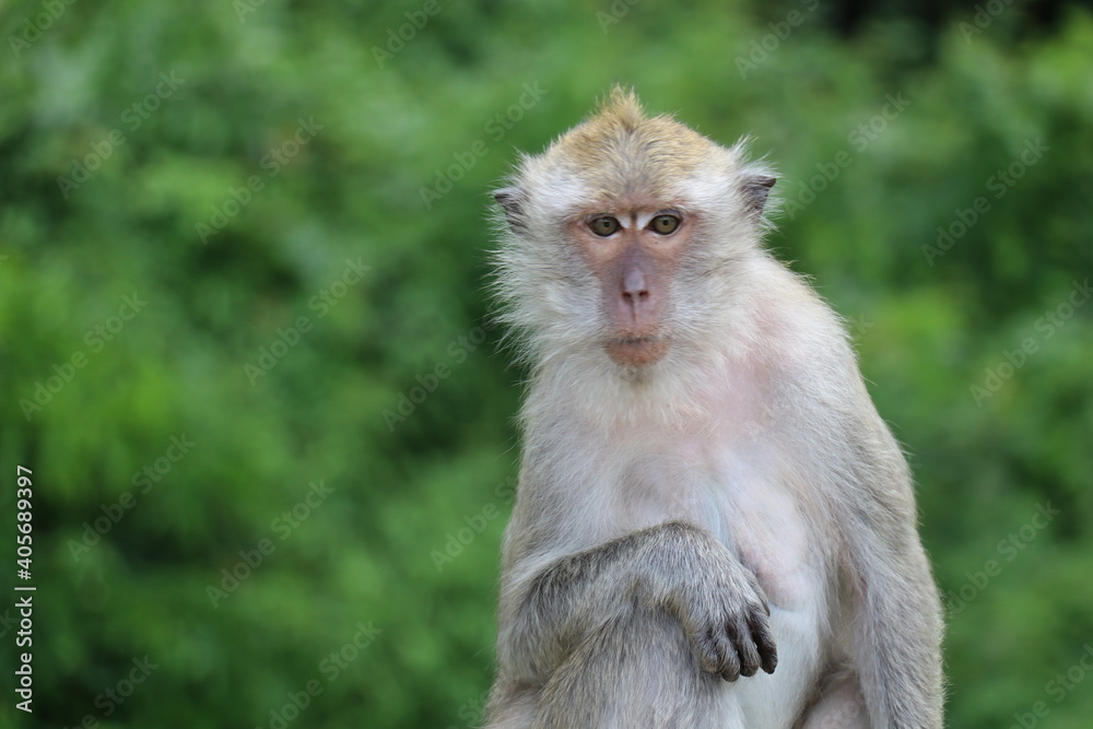 Monkey sitting on the wall natural background Monkey sitting on the wall natural background