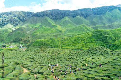 Tea Plantation in the Cameron Highlands  Malaysia