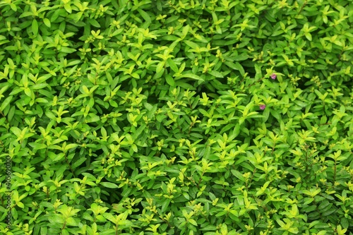 detail and texture fresh grass with colour green