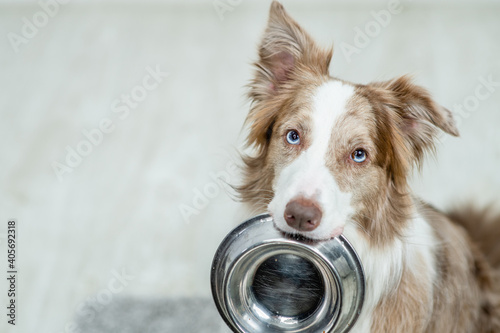 Fototapet Border collie dog holds bowl in it mouth and looks at camera