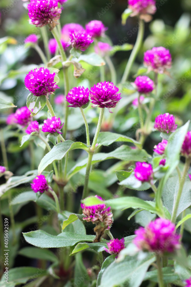 violet flower bloom on summer day violet flower bloom on summer day