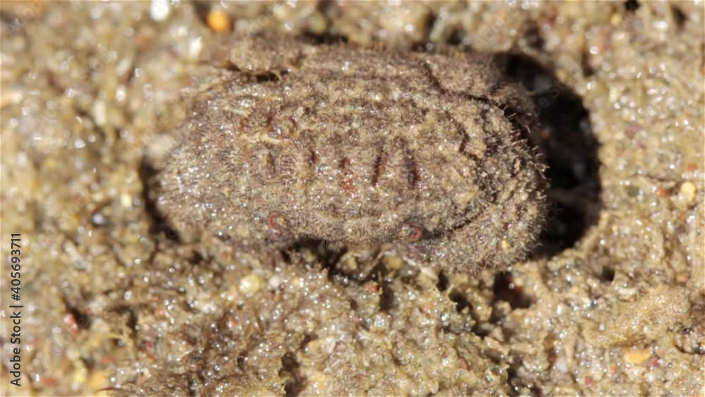 Camouflaged Crab moving during low tide, Eilat, Israel, Close up shot
Camouflaged Crab moving during low tide, Eilat, Israel, Close up shot