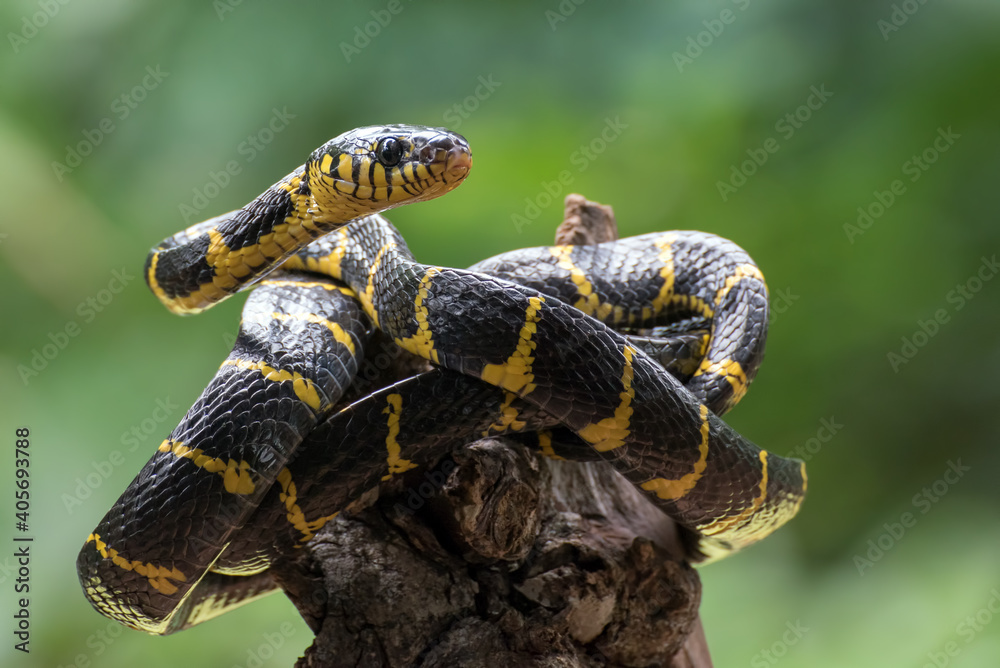 Fototapeta premium The gold-ringed cat snake coiled around tree trunk