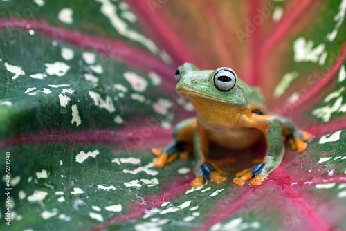 Billede på lærred Green tree flying frog perched on a leaf