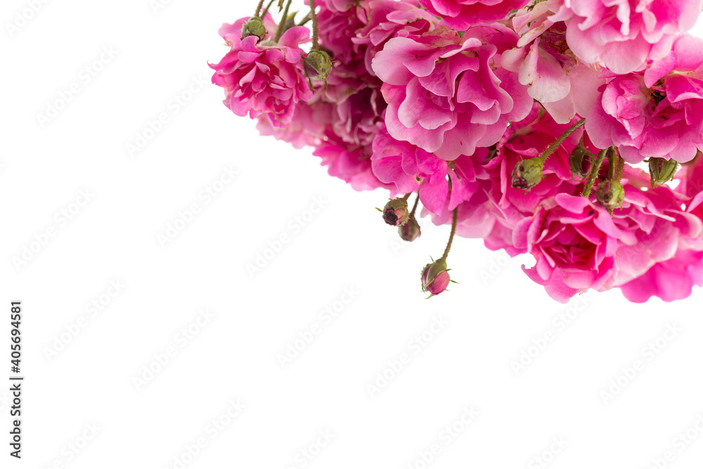 Flowers pattern on white background. roses Flowers pattern on white background. roses