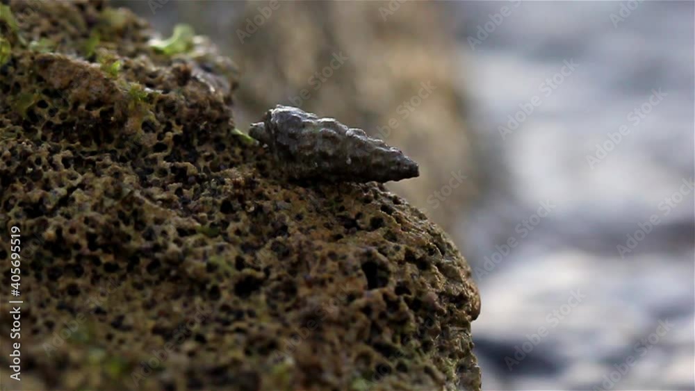 Small Sea Shell on rock with waves in background
Close up shot of Small Sea Shell on rock with waves in background, Eilat, Israel
Small Sea Shell on rock with waves in background
Close up shot of Small Sea Shell on rock with waves in background, Eilat, Israel