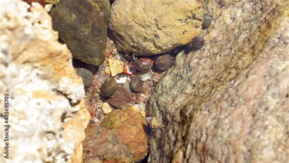 Small Hermit Crabs moving between rocks during low tide
Close up shot of S Small Hermit Crabs moving between rocks during low tide, Eilat, Israel
Small Hermit Crabs moving between rocks during low tide
Close up shot of S Small Hermit Crabs moving between rocks during low tide, Eilat, Israel