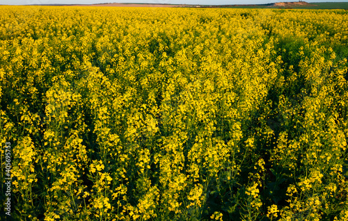 Fototapeta Naklejka Na Ścianę i Meble -  Yellow Canola field