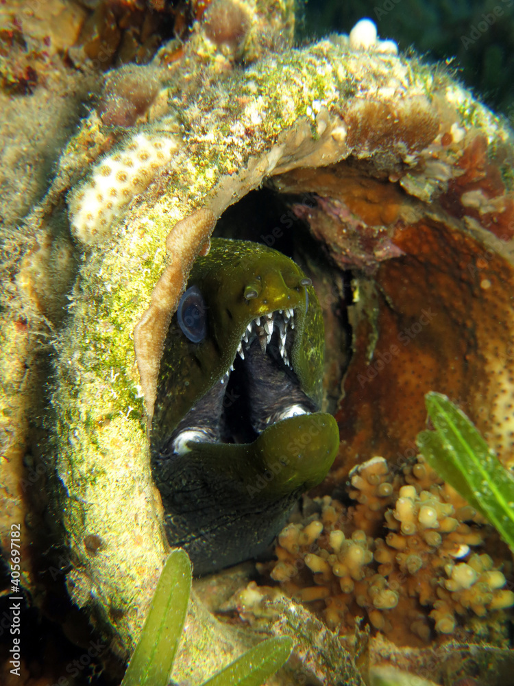 Closeup of a Undulated moray Gymnothorax undulatus