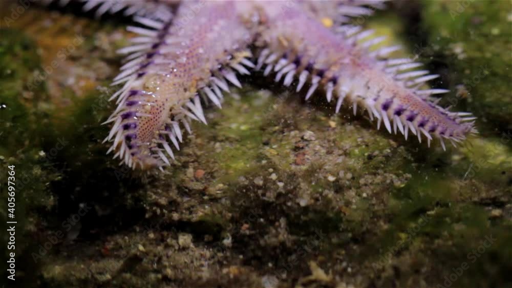Pink Starfish arm moving between rocks during low tide, Eilat, Israel
Pink Starfish moving between rocks during low tide, Eilat, Israel, Close up shot
Pink Starfish arm moving between rocks during low tide, Eilat, Israel
Pink Starfish moving between rocks during low tide, Eilat, Israel, Close up shot