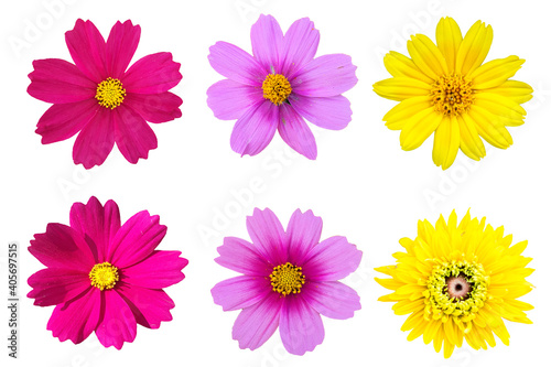 collection mix flower Colorful isolated on white background.
