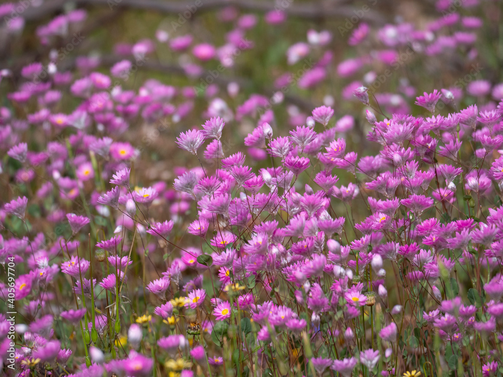 Purple wildflower field in Western Australia