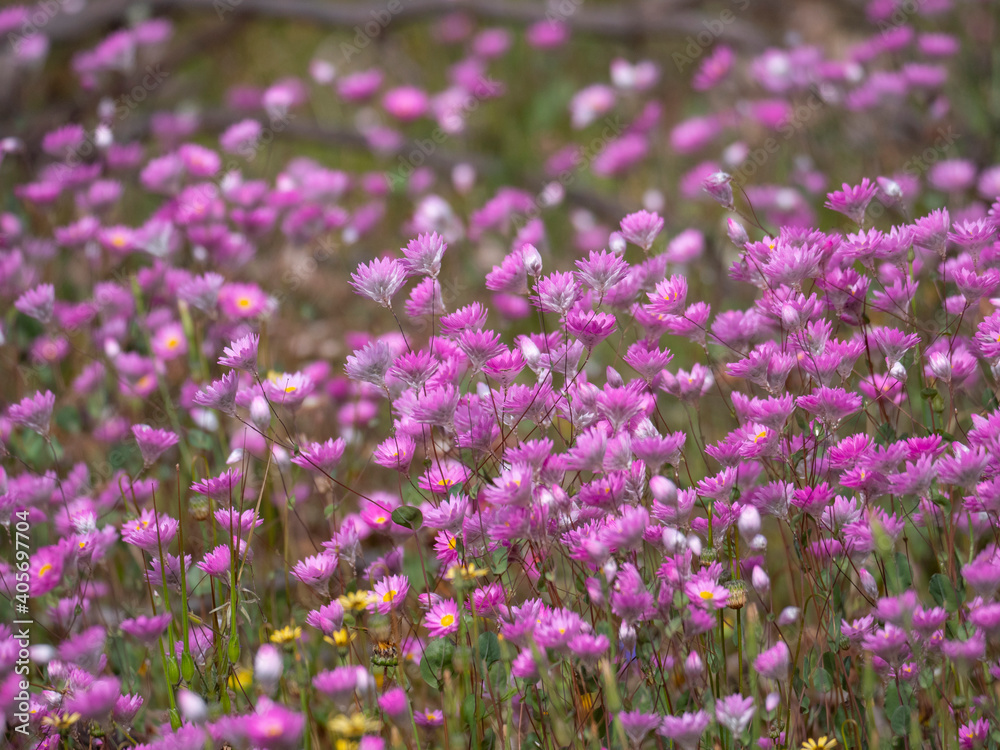 Purple wildflower field in Western Australia Purple wildflower field in Western Australia