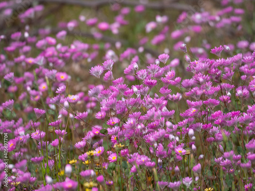 Purple wildflower field in Western Australia
