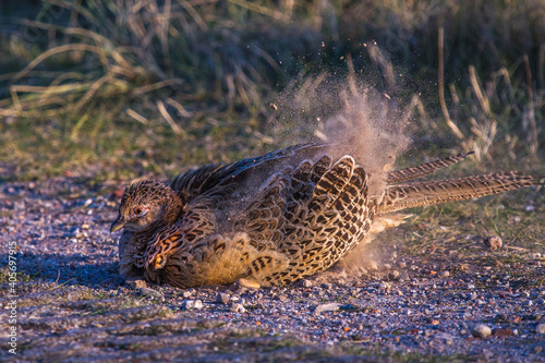 Fasan (Phasianus colchicus) Weibchen beim Staubbad photo