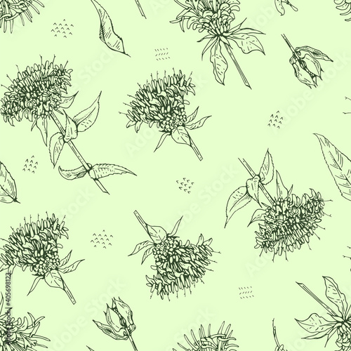 Seamless Pattern with Monarda , Bergamot. Detailed hand-drawn sketches, vector botanical illustration. photo